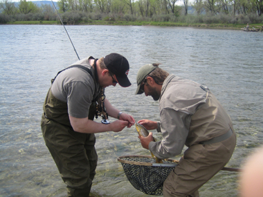 Catch and Release on the Big Horn