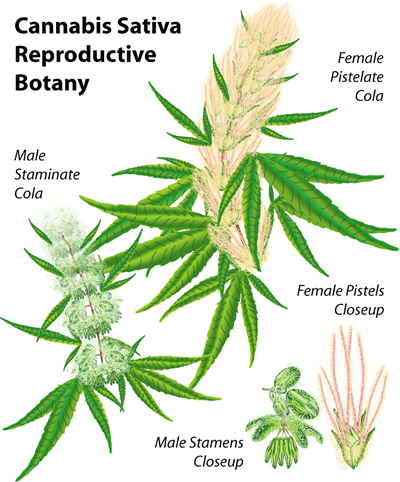 botanical illustration